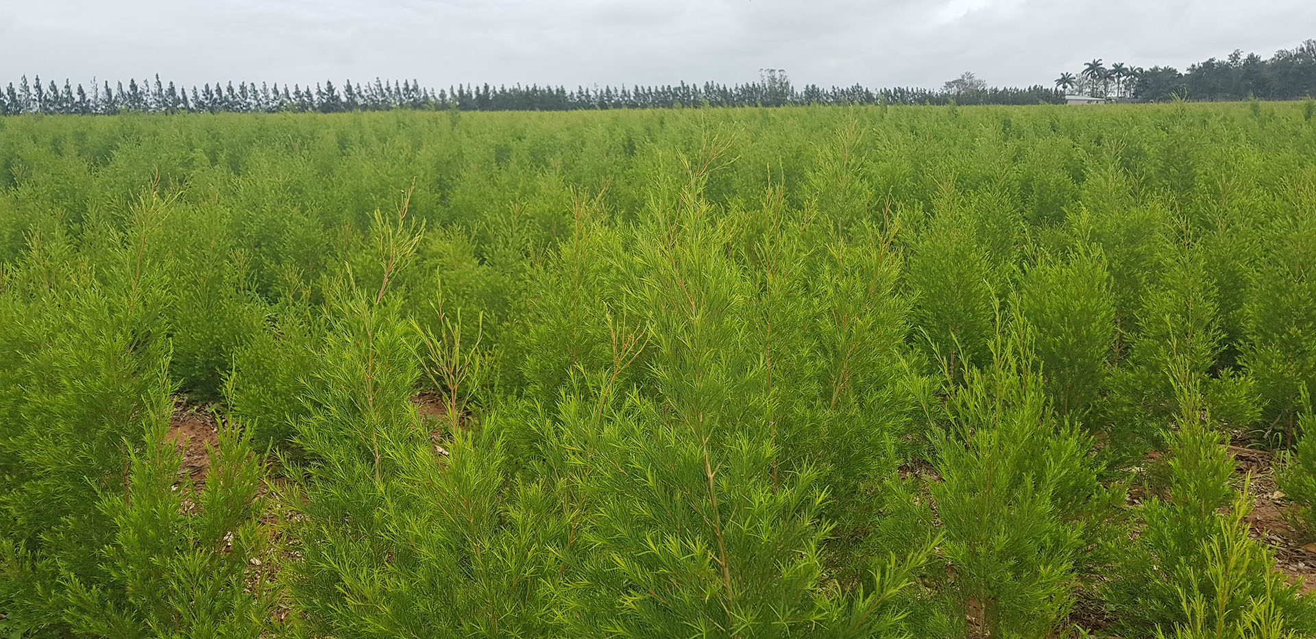 Organically Farmed Essential Oils