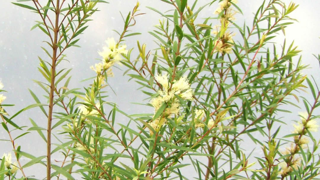 The History Of Tea Tree Oil