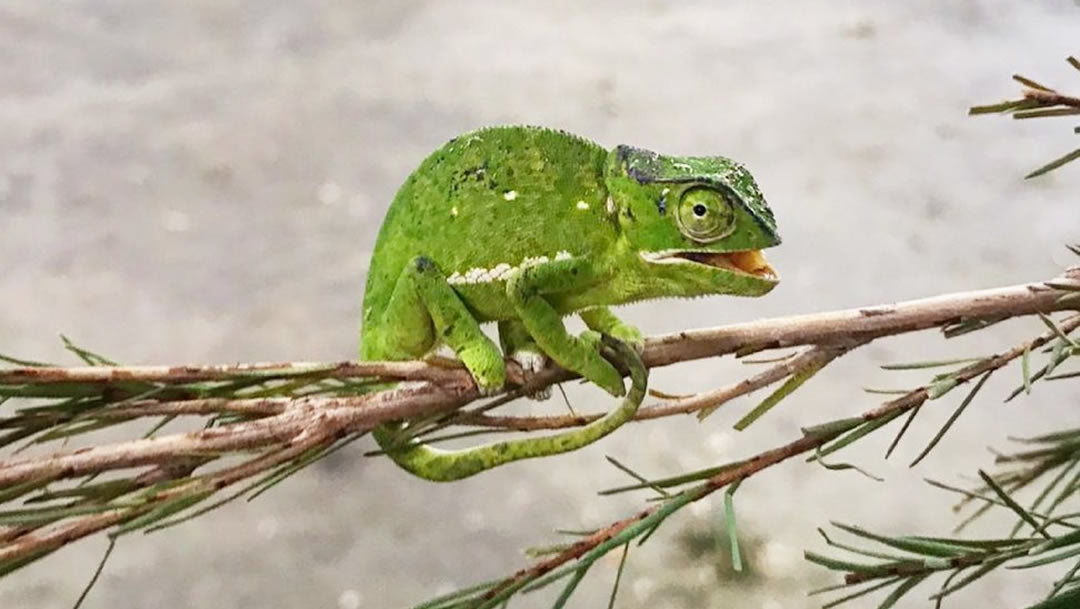 Tea Tree Oil – Hydrosols